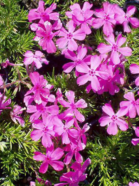 Phlox subulata McDaniel\